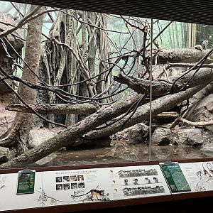Congo Gorilla Forest - Wolf’s Guenon Exhibit