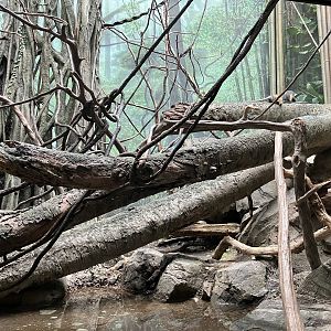 Congo Gorilla Forest - Wolf’s Guenon Exhibit