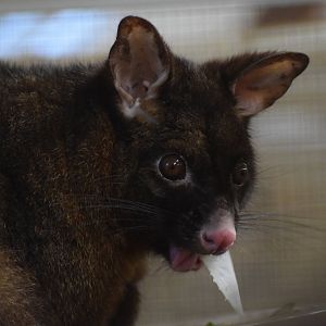 Brushtail possum - October 2023