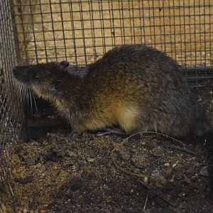 Rakali - October 2023