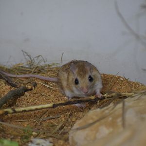 North African gerbill - October 2023