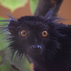Black lemur - October 2023