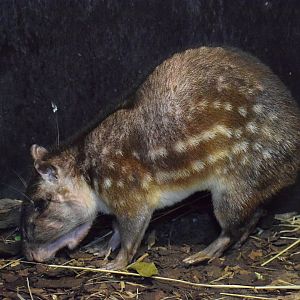 Lowland paca - October 2023