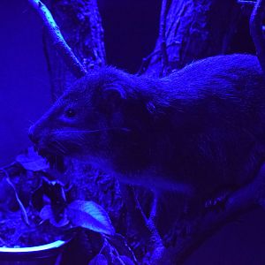 Southern tree hyrax - October 2023