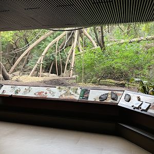 Congo Gorilla Forest - Mandrill/Angolan Colobus/Red River Hog Exhibit