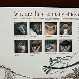Congo Gorilla Forest - Guenon Signage