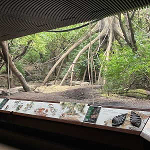 Congo Gorilla Forest - Mandrill/Angolan Colobus/Red River Hog Exhibit