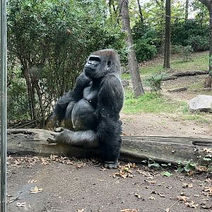 Western Lowland Gorilla