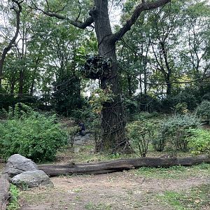 Congo Gorilla Forest - Western Lowland Gorilla