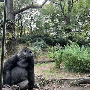 Congo Gorilla Forest - Western Lowland Gorilla Forest Exhibit