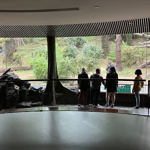 Congo Gorilla Forest - Western Lowland Gorilla Viewing