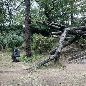 Congo Gorilla Forest - Western Lowland Gorilla Exhibit