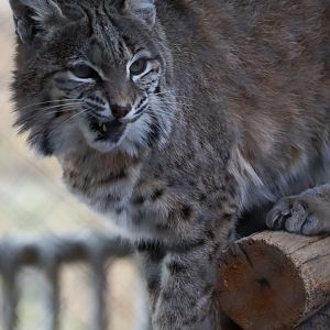 Bobcat