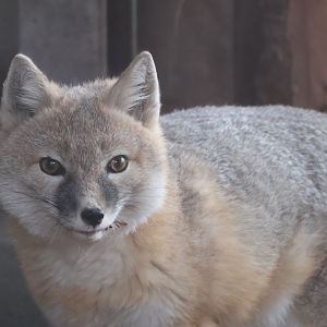 Swift Fox