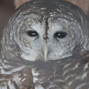 Barred Owl