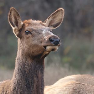 Elk