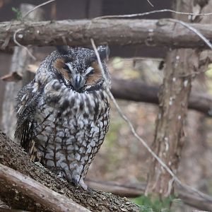 Long Eared Owl