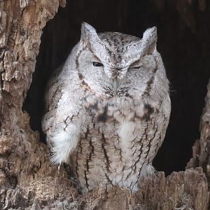 Screech Owl
