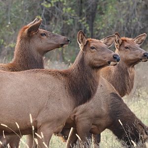 Elk Herd