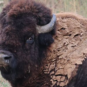 Bull Bison