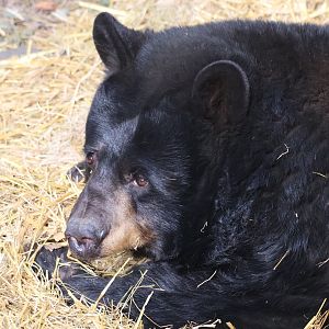 American Black Bear