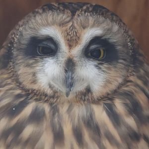 Short Eared Owl