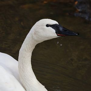 Trumpeter Swan