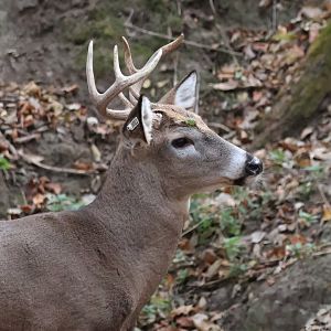 White Tailed Deer Buck