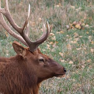 Beautiful Male Elk