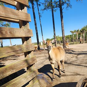 Eudora Wildlife Safari Park - Nilgai at entrance