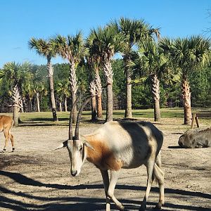 Eudora Wildlife Safari Park - Scimitar Oryx