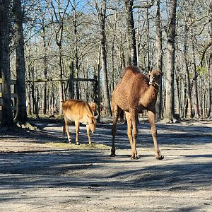 Eudora Wildlife Safari Park - Dromedary & Nilgai
