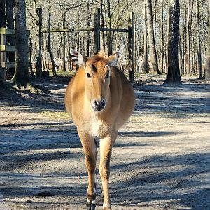 Eudora Wildlife Safari Park - Nilgai with deformed horns