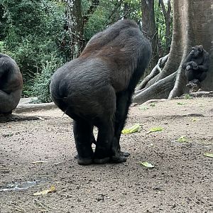 Western Lowland Gorilla