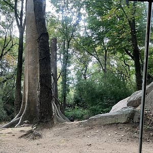 Congo Gorilla Forest - Western Lowland Gorilla Exhibit