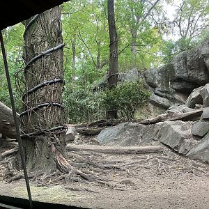 Congo Gorilla Forest - Western Lowland Gorilla Exhibit