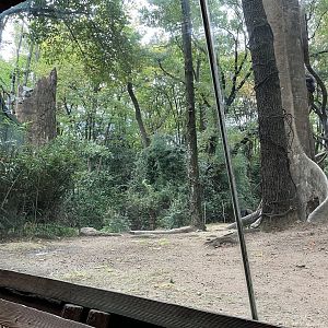 Congo Gorilla Forest - Western Lowland Gorilla Exhibit