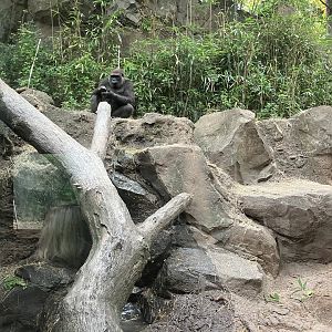 Congo Gorilla Forest - Western Lowland Gorilla Exhibit