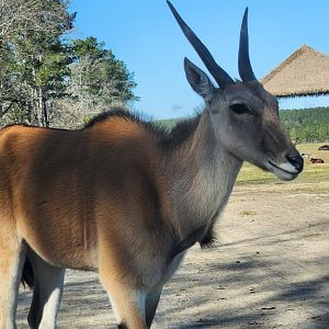 Eudora Wildlife Safari Park - Common Eland