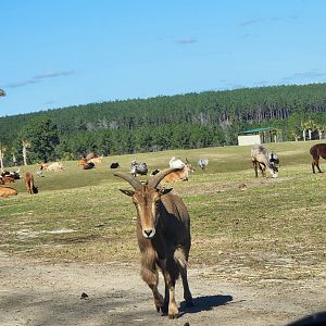 Eudora Wildlife Safari Park - Safari view