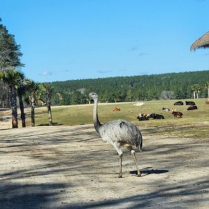 Eudora Wildlife Safari Park - Greater Rhea