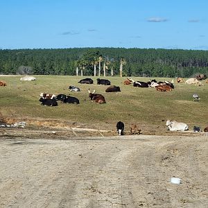 Eudora Wildlife Safari Park - Bovines at rest