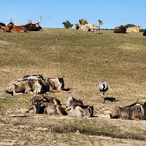 Eudora Wildlife Safari Park - Blue Wildebeest & Ankole herds