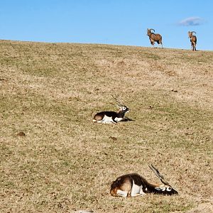 Eudora Wildlife Safari Park - Blackbuck & Barbary Sheep