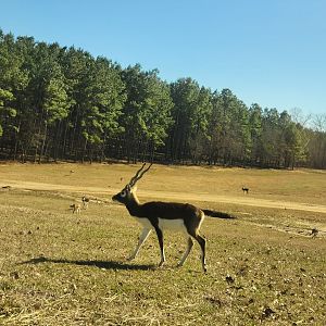 Eudora Wildlife Safari Park - Blackbuck