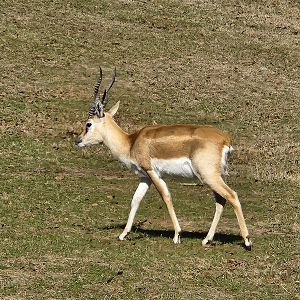 Eudora Wildlife Safari Park -Blackbuck