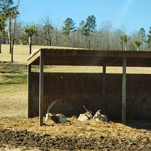 Eudora Wildlife Safari Park - Addax & Scimitar Oryx