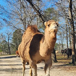 Eudora Wildlife Safari Park - Dromedary coming to car