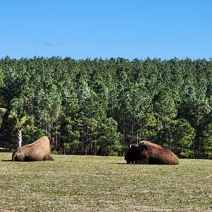 Eudora Wildlife Safari Park - American Bison