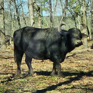 Eudora Wildlife Safari Park - Water Buffalo